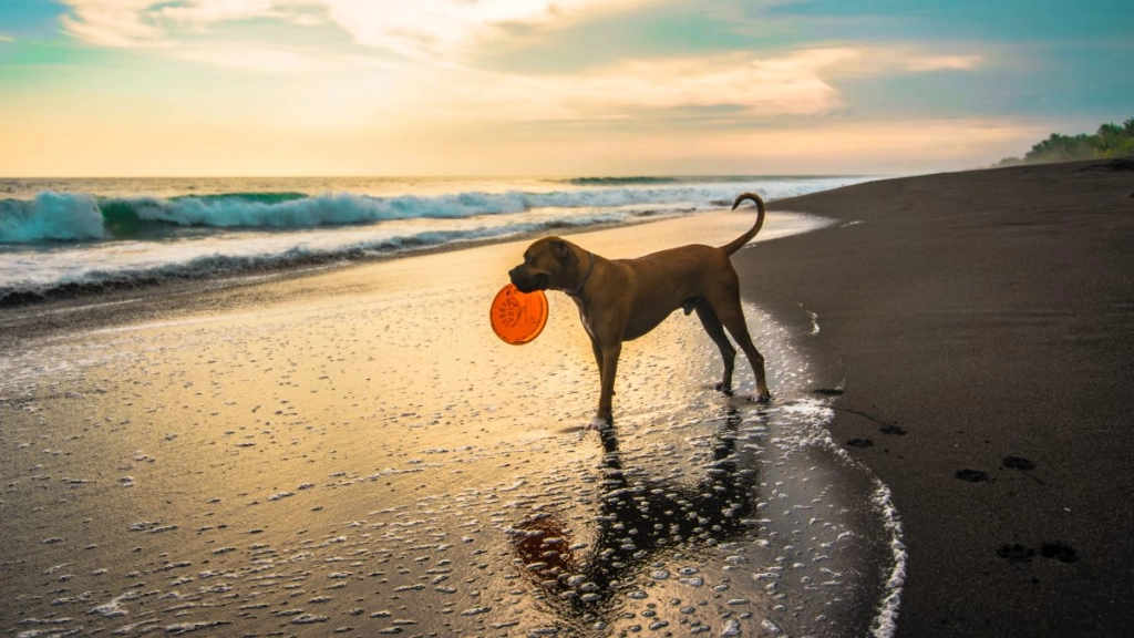 perro playa, pexels