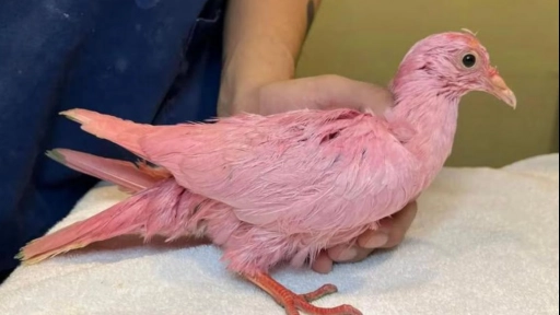 Nueva York: Encuentran paloma teniña de color rosa