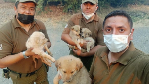 Incendios: Cachorros rescatados por Carabineros fueron adoptados