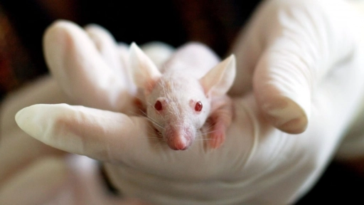 Estados Unidos prohíbe testeo en animales para medicamentos