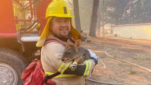 Concepción: Bombero salva a pudú en medio de incendio