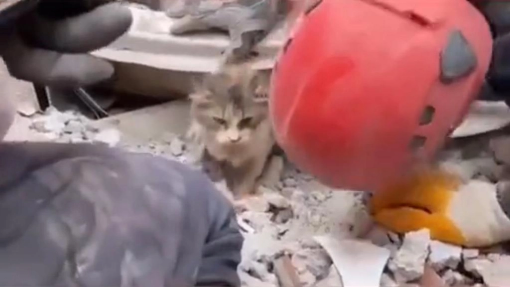 gato terremoto Turquía, pantallazo video