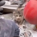 Terremoto Turquía: Rescatan gatito entre los escombros