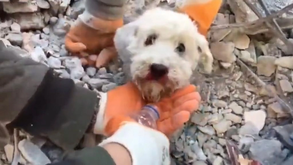 perro terremoto Turquía, pantallazo video