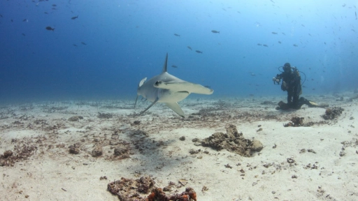 Costa Rica prohíbe la pesca y comercialización del tiburón martillo