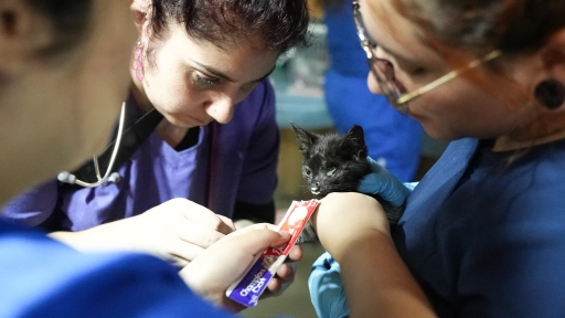 Incendios: Centros de Atención Veterinaria en Ñuble