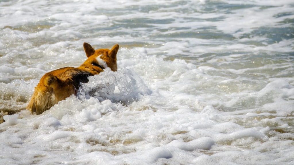 perro en el mar, Pexels.
