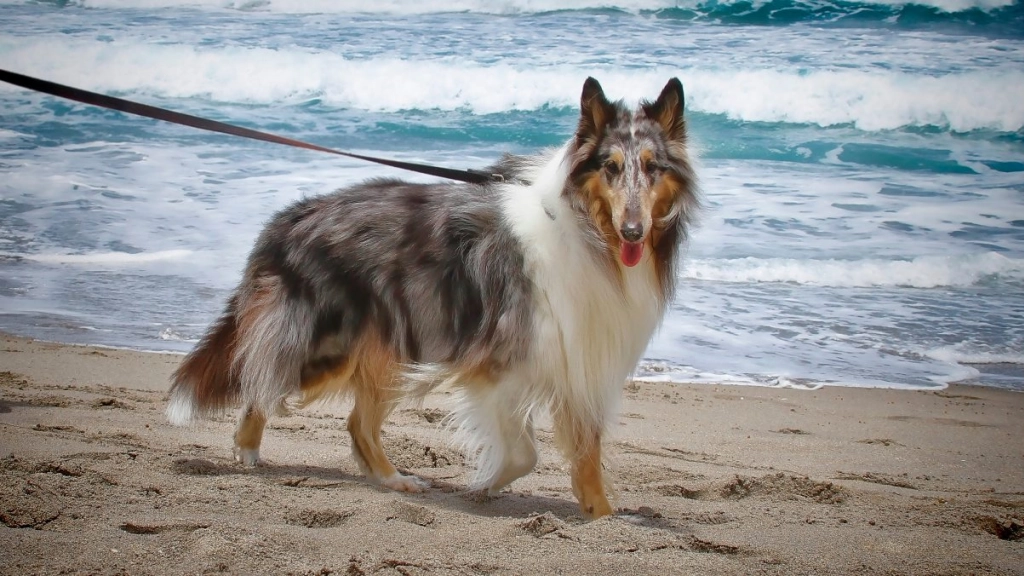perro playa, Pexels.