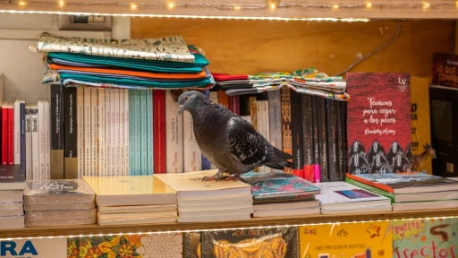 Rita: La paloma rescatada que trabaja en una librería