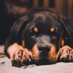 Cáncer es la principal causa de muerte en perros domésticos