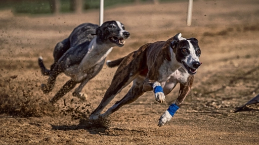 Piden urgencia al proyecto de ley que prohíbe las carreras de perros 