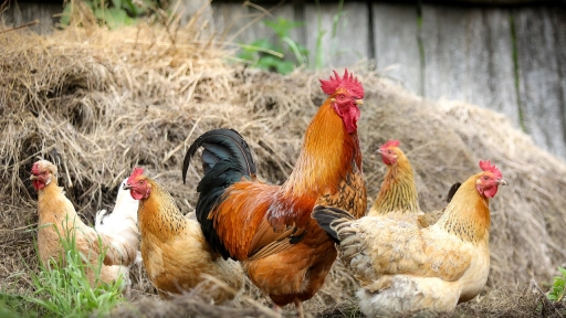 Región de Aysén: SAG confirma primer caso de influenza aviar en aves de traspatio