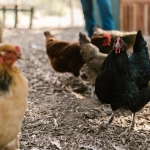 SAG confirma dos casos de influenza aviar H5N1 en aves de traspatio de la región de OHiggins