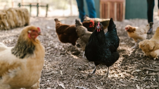 SAG Ñuble detecta caso de influenza aviar en aves de traspatio en Chillán