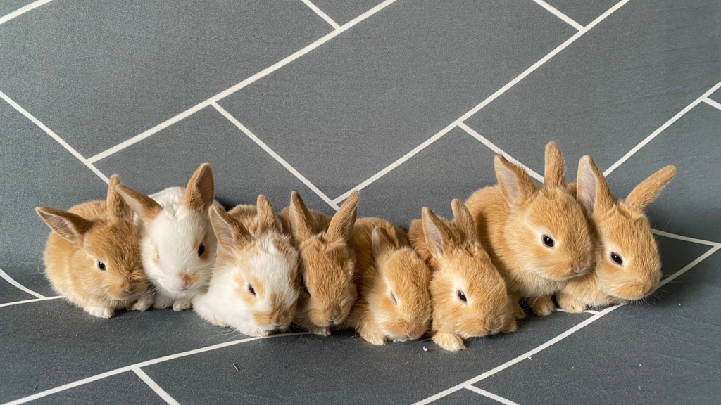 conejos, Bunny Lovers
