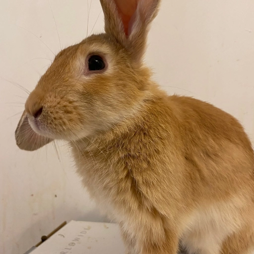 Conejo rescatado / Bunny Lovers
