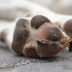 Antofagasta: Perro muere apuñalado por su dueño