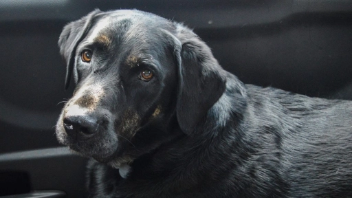 Síndrome del perro negro ¿Por qué son menos adoptados?