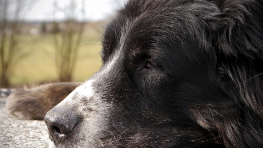 Cardiopatías en perros senior ¿Cómo prevenirlas y tratarlas?