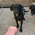 Perritos abandonados: Se necesita hogar temporal o definitivo