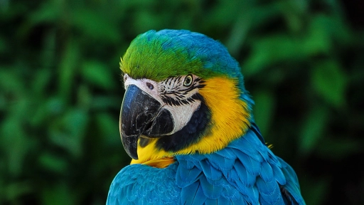 Iquique: Incautan 25 aves exóticas