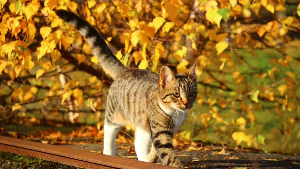 Gato en Otoño, Pixabay