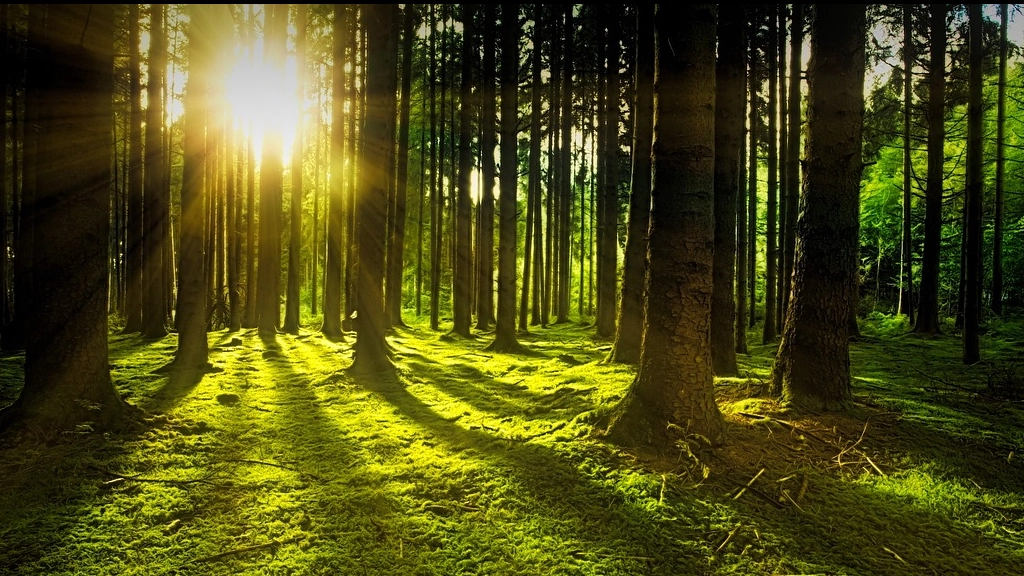 Bosque, Pixabay