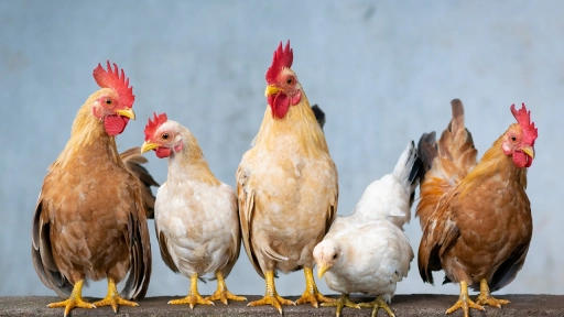 Confirman caso de influenza aviar en plantel productivo de la región del Maule