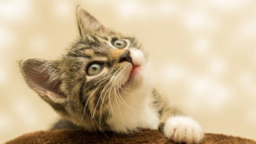 Tips para llevar a tu gato al veterinario y no morir en el intento