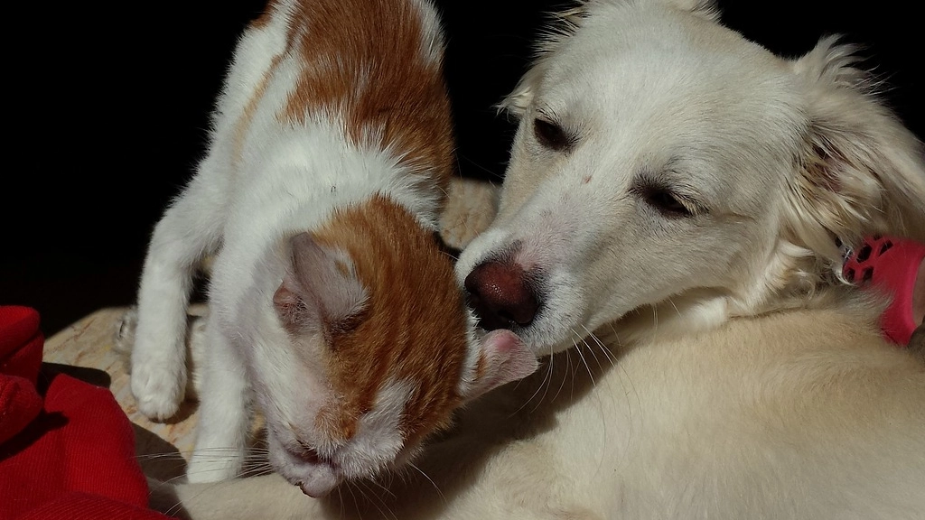 Perro y gato, Pixabay