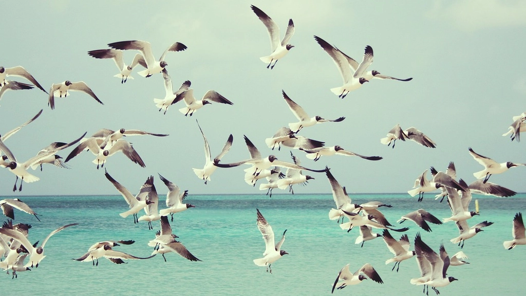 Aves, Pixabay