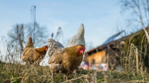 MINSAL informa primer caso humano de gripe aviar en Chile