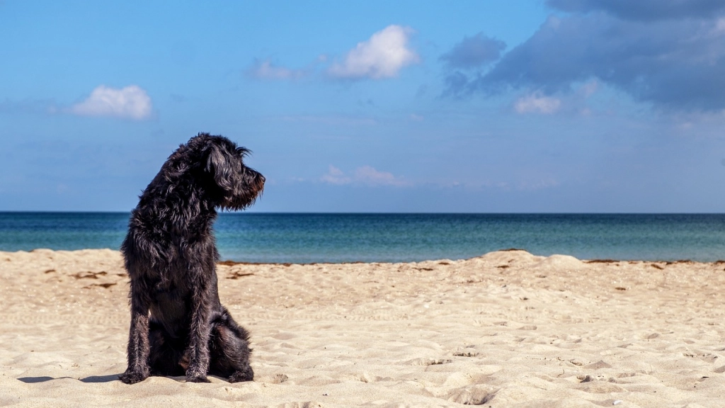 Perro en la playa, Pixabay