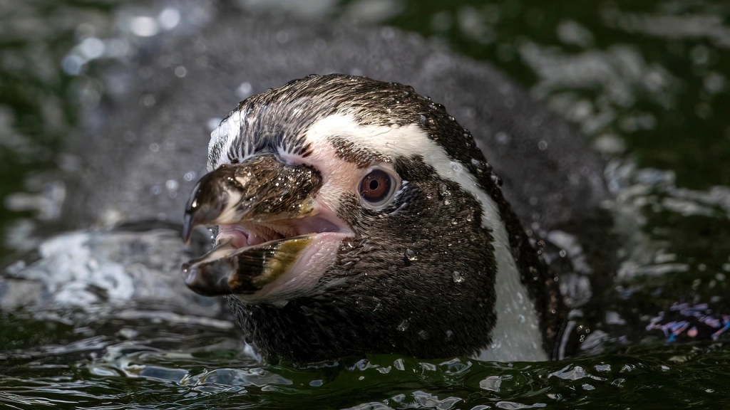 Pingüino de Humboldt, Pixabay