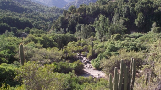 Parque Nacional Río Clarillo reabre sus puertas al público