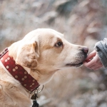 Perros: Cómo tratar la piel reseca en otoño - invierno