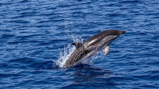 Sernapesca informa que dos delfines chilenos dieron positivo a gripe aviar