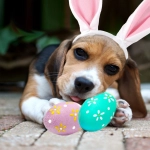 Pascua de Resurrección y animales ¡Cuidado con los chocolates!