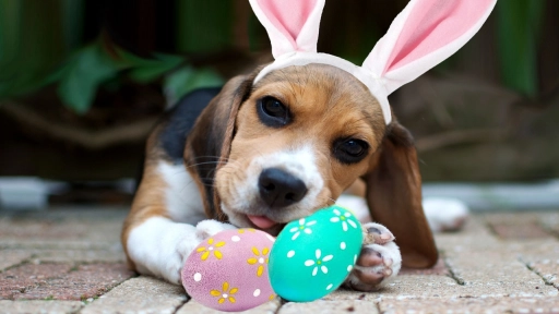 Pascua de Resurrección y animales ¡Cuidado con los chocolates! 