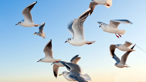 Influenza aviar: SAG suspende temporada de caza de aves silvestres
