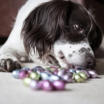 Lavado gástrico por intoxicación: Las consecuencias de que los perros coman chocolates