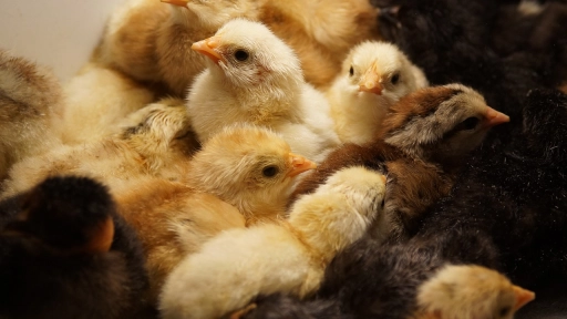 Gripe aviar y ganadería industrial