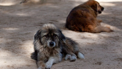 Día del perro callejero: SuperZoo realizará este sábado jornada de adopción 