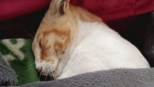 Fallece Yin: El gatito que fue violado en Cartagena