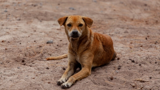 Fundación AndyMar: Gestión en beneficio de los animales abandonados