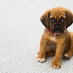El tamaño importa: La clave para una nutrición adecuada en cada etapa de vida de los perros