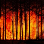 Incendios forestales: Un riesgo medioambiental que crece
