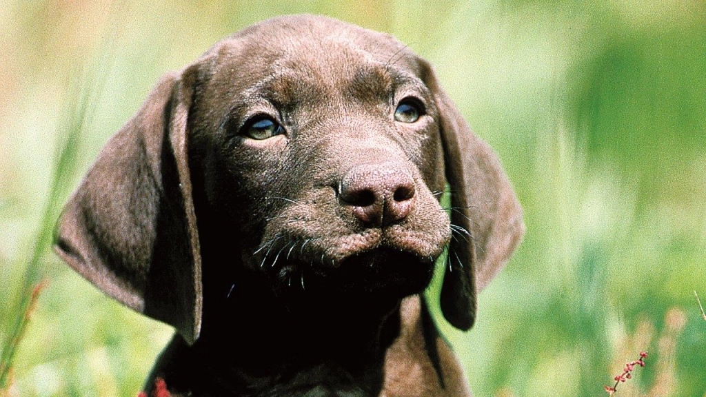 Alergia en perros, Royal Canin