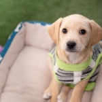 Impulso a la tendencia \