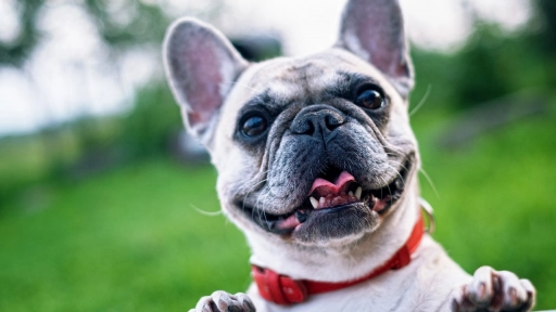 Bulldog francés: Perros nacidos para sufrir